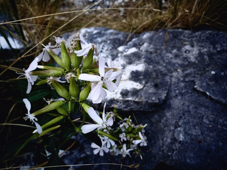 Simple Flowers at the Passo del Vestito