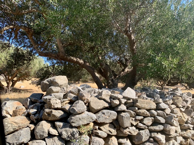 Stones and olive trees