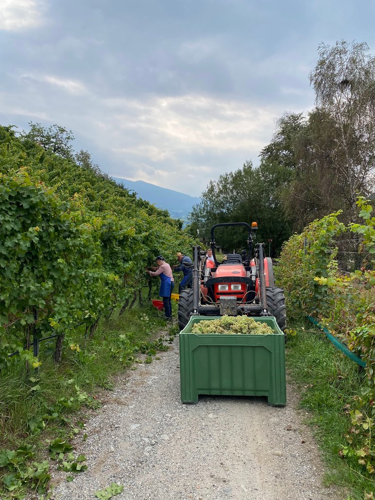 Seems like mid September is when harvesting happens around here