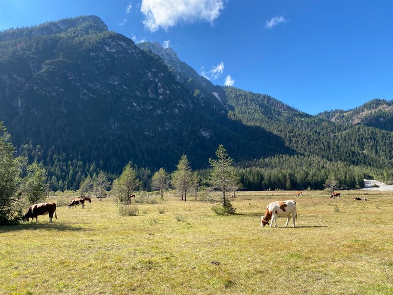 A few happy cows