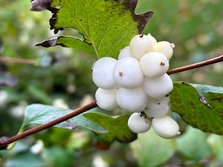 Common snowberries.