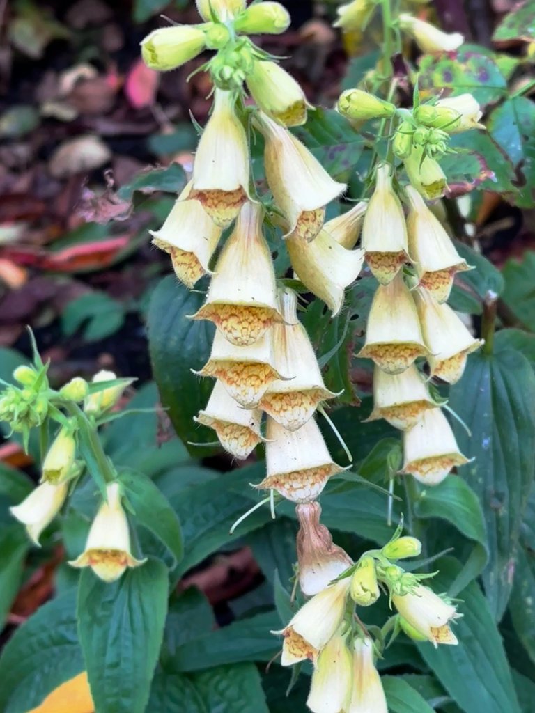 Yellow foxgloves.