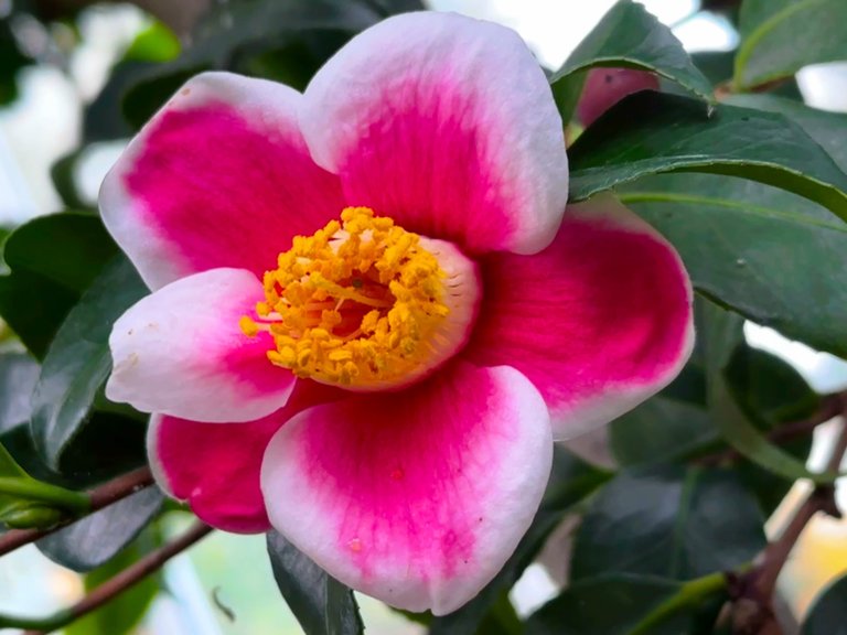 A Japanese Camellia in the Palm House.