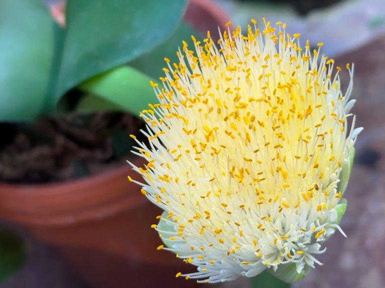 Haemanthus albiflos (also known as paintbrush plant) in the Palm House.