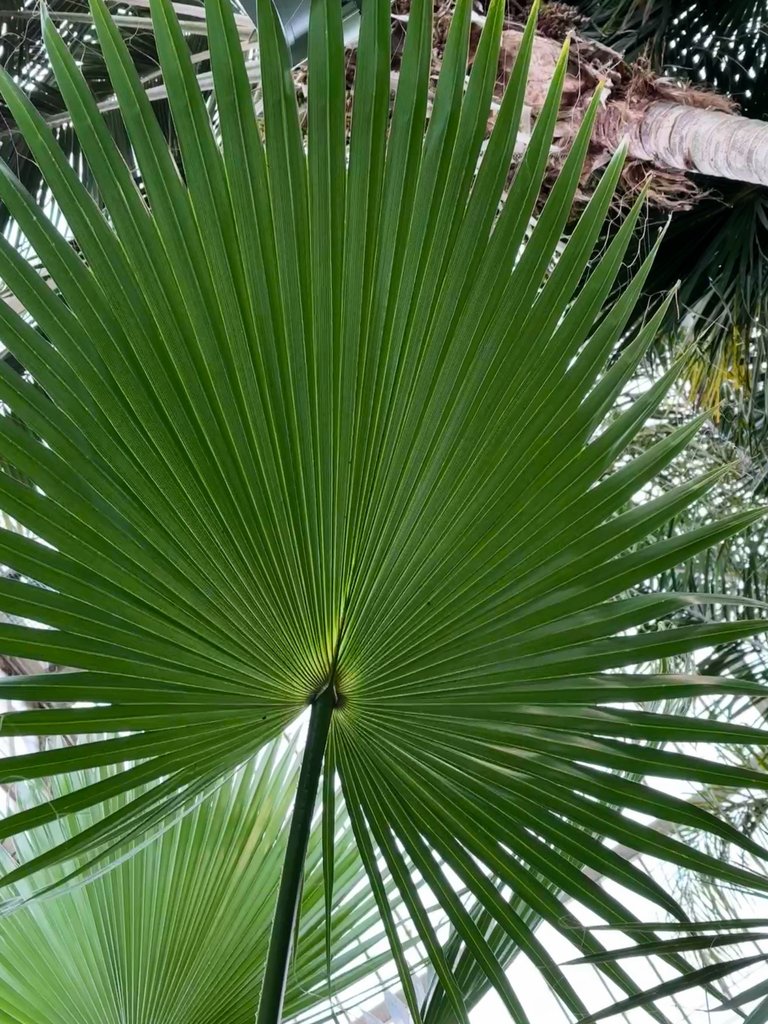 A fan palm frond.