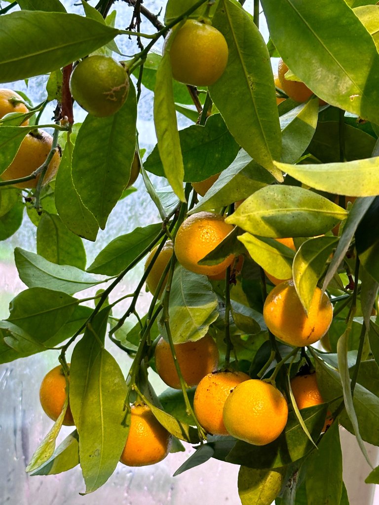 Citrus fruit in the Palm House.