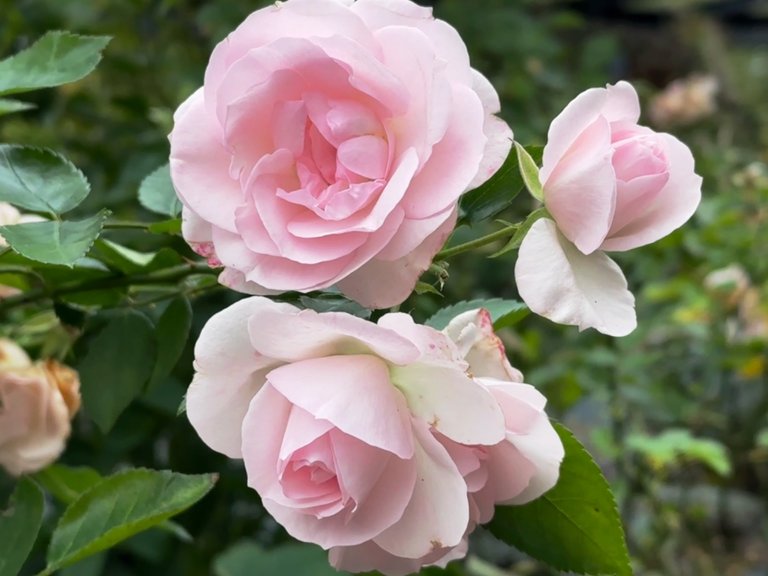 Pale pink roses