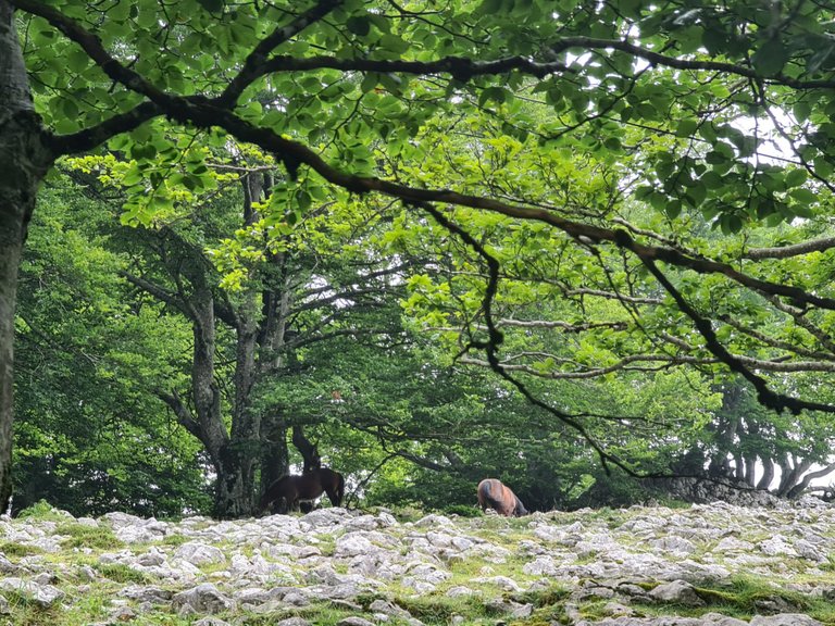 Freed horses feeding at 1,000 m. altitude meadows.