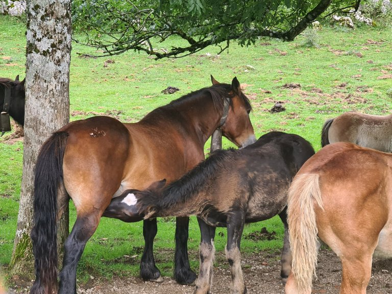 A foal sucking milk from its mother.