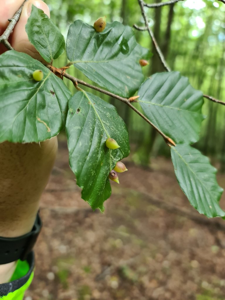 Beech leaves with bumps (2).