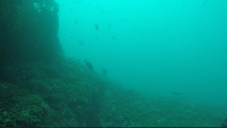 Some of the specimens from closer (10 meter distance) in the center of the image; also some specimens of sharpsnout seabream (Diplodus puntazzo) on top left corner.