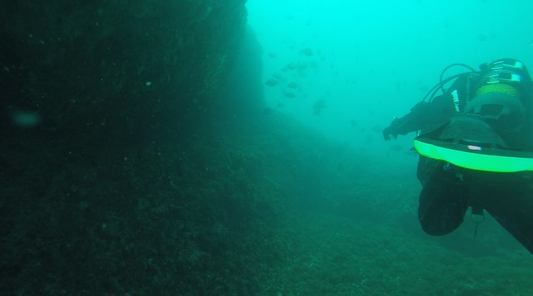 We approach a big shoal of croaker fish/meagre/shadefish (Argyrosomus regius).