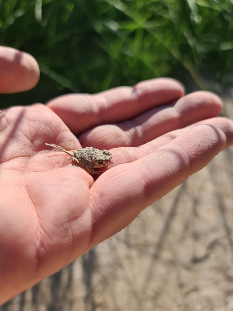 Found a small friend along the route (baby toad - Bufo bufo).