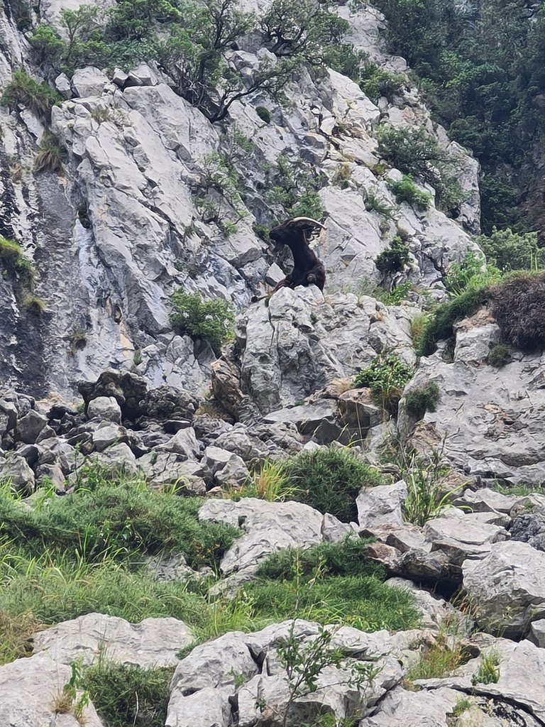 Chamois resting (2).