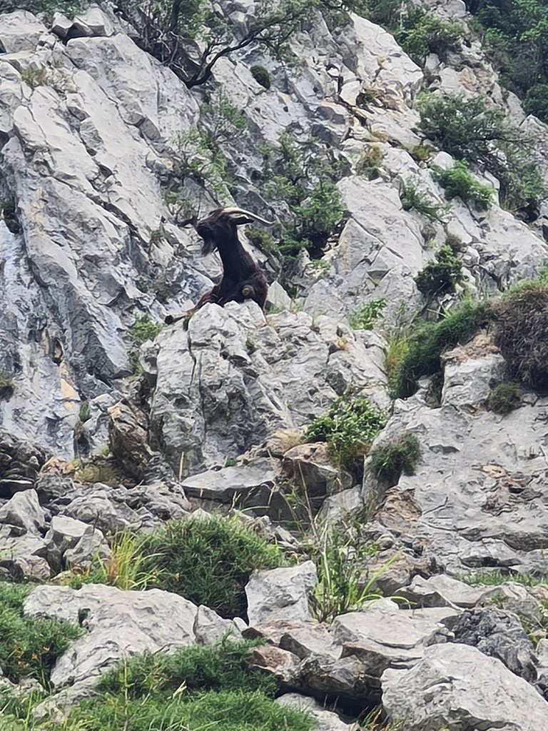 Chamois resting (1).