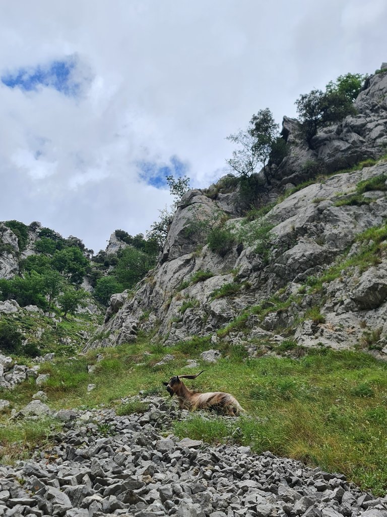 Chamois laying on the opposite side of the chasm (1).