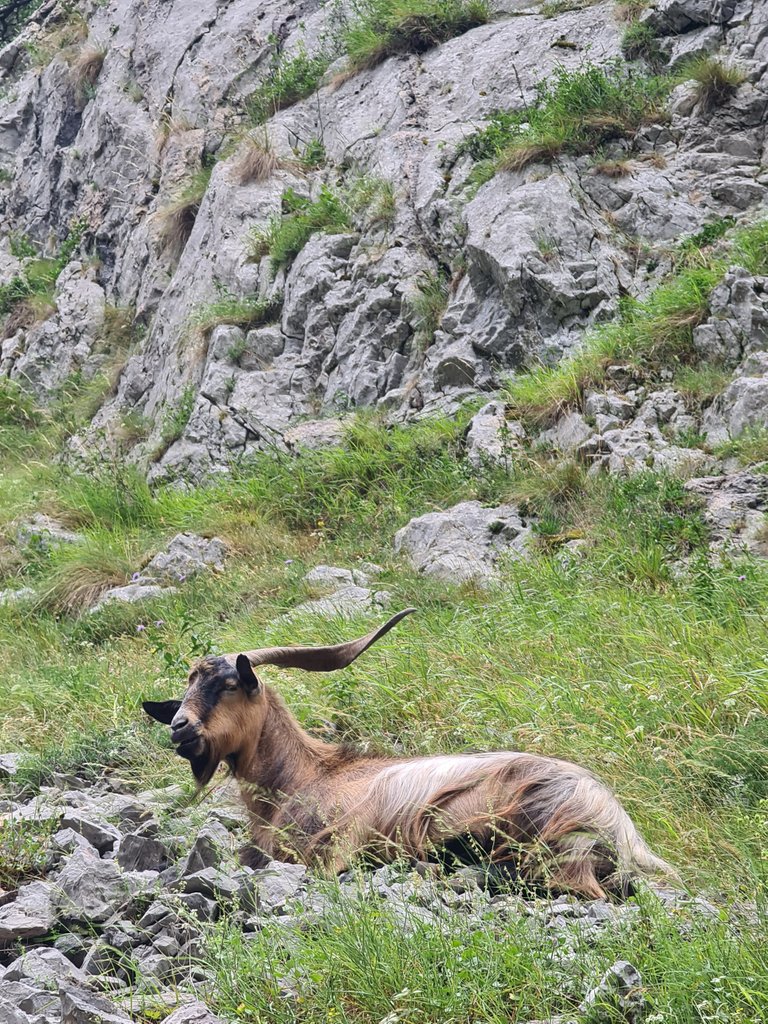 Chamois laying on the opposite side of the chasm (2).