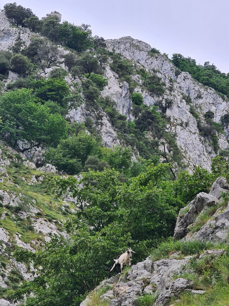 Chamois grazing.