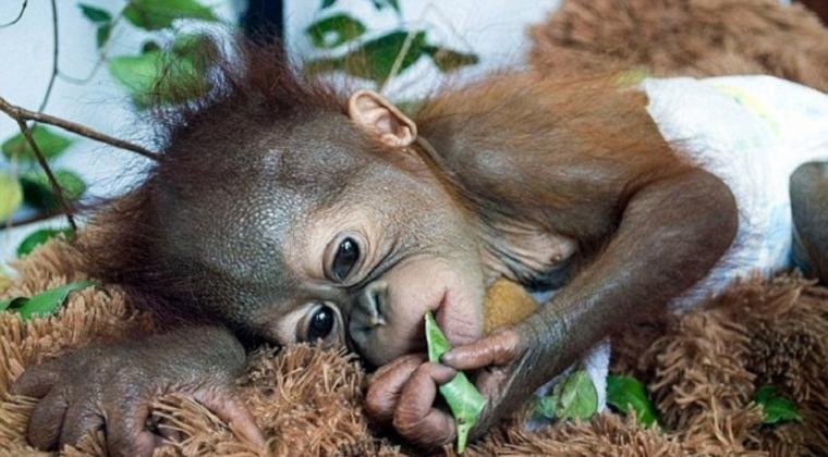 an Orangutan Child Born in the Orangutan Research area of the Leuser Mountain Nasional Park