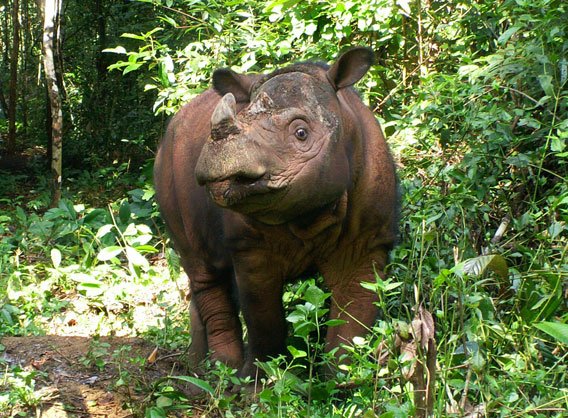 Rhino from Mountain Leuser National Park