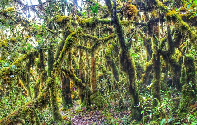 Moss Forest on the Hiking Trail