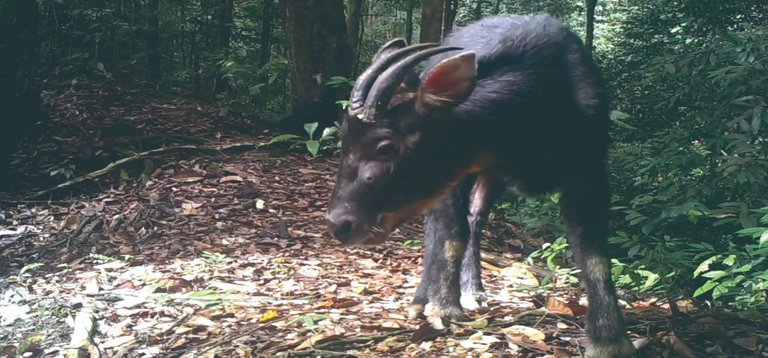 ”Mountain Goat” in the Mountain Leuser