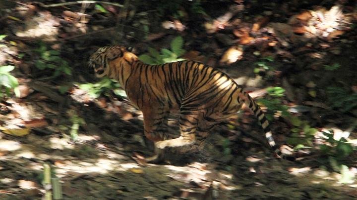 Sumatran Tiger