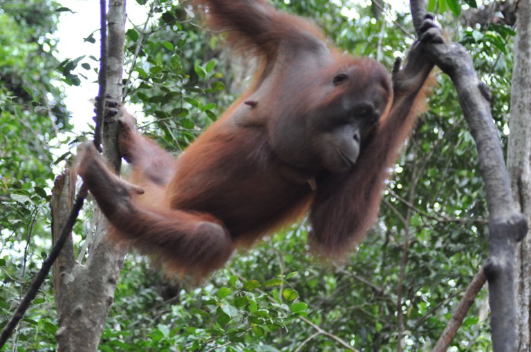 Sumatran Orangutan