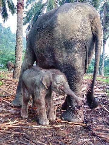 a Baby Sumatran Elephant that Was Born in the Mount Leuser National Park Elephant Captivity