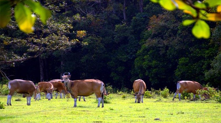 Cidaon Pasture