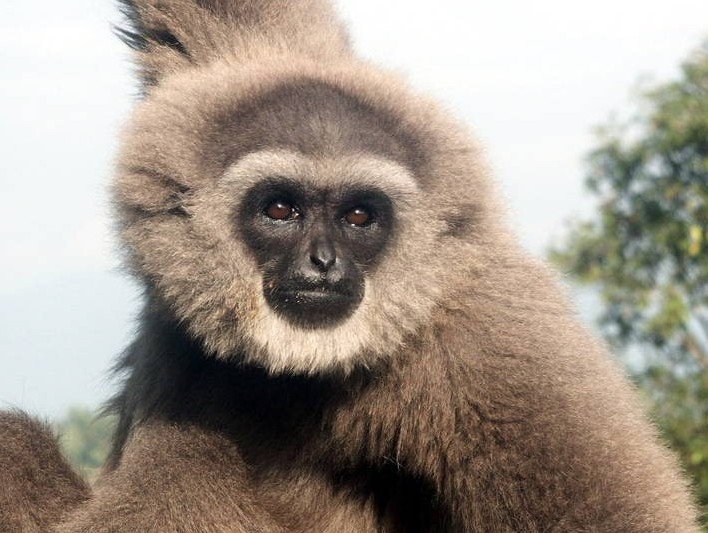 Javan Gibbon