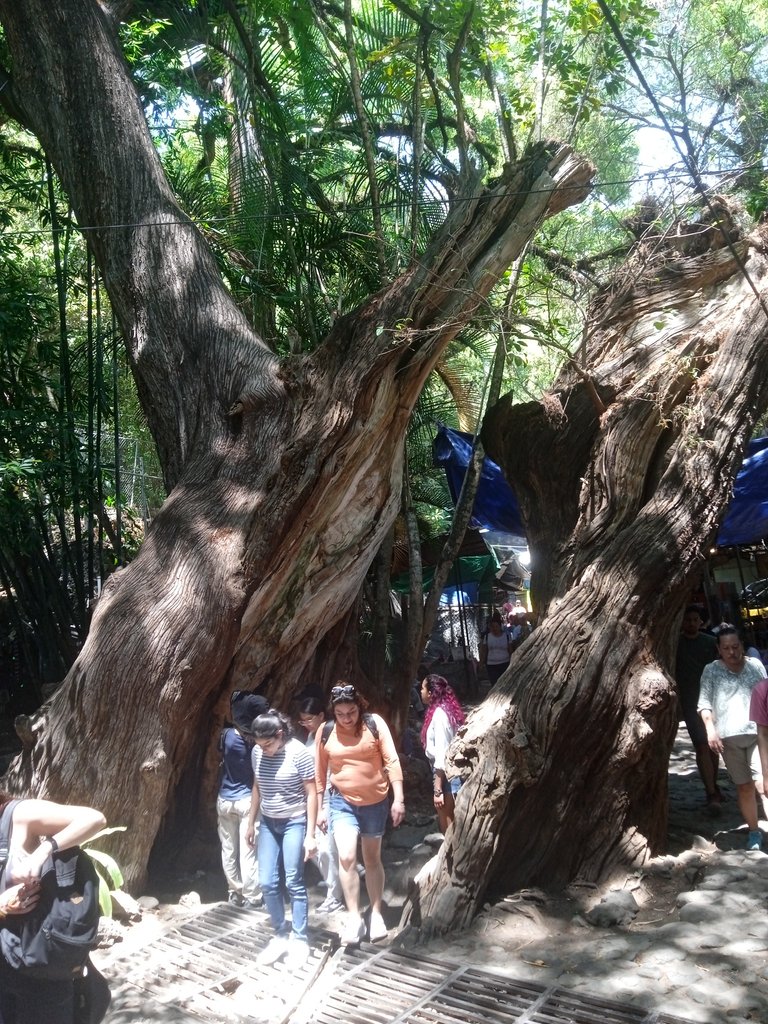 View of the tree divided by the path to the Tepozteco temple