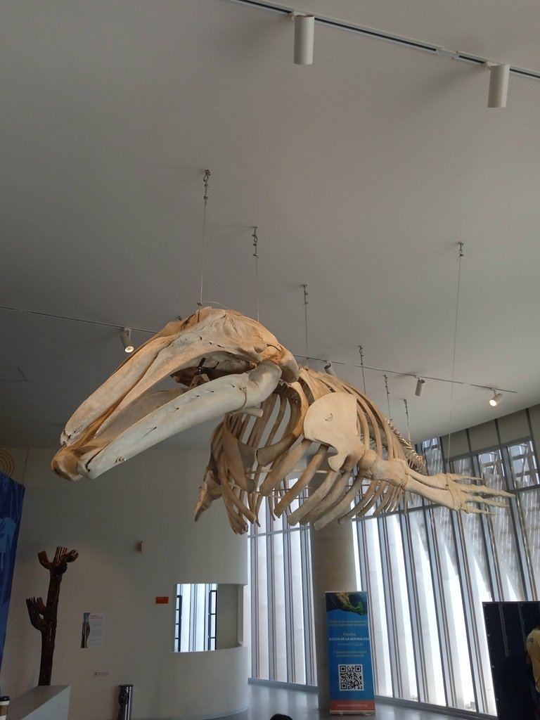 Skelenton of a whale notice the lack of teeth in the jaw