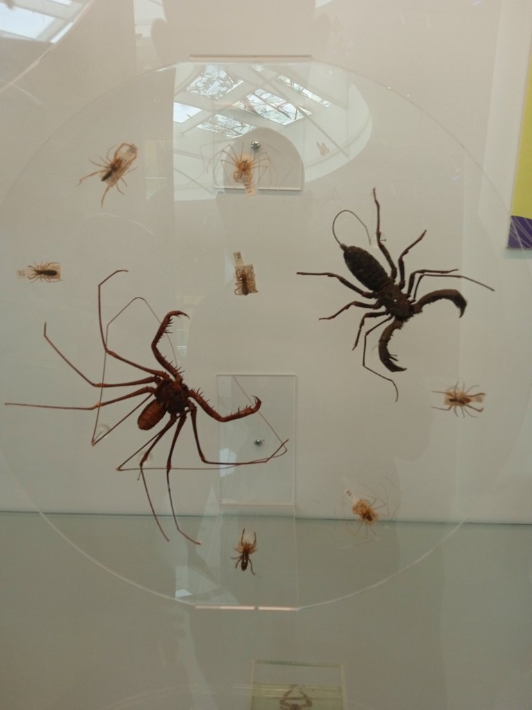 Whip spider (in the right) and whip scorpion (in the left)