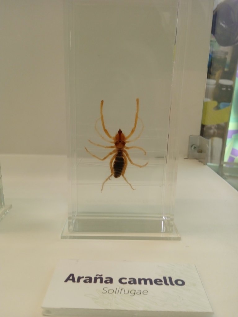 Araña camello