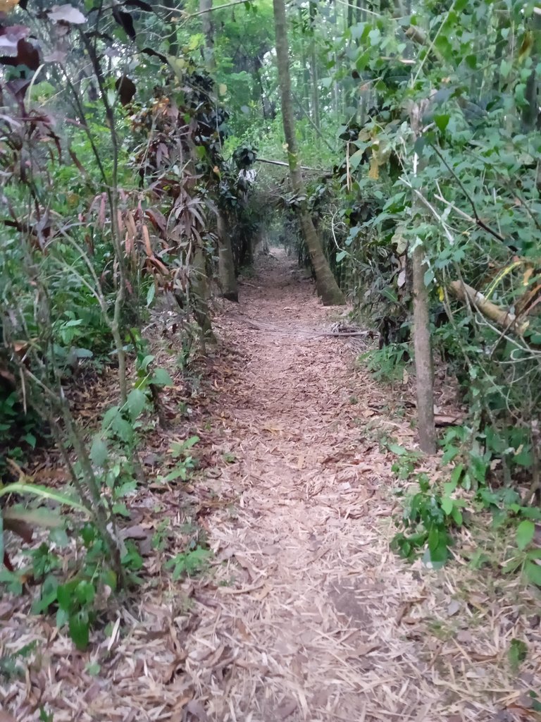A trail into the forest in the ”los Amigos” ranch