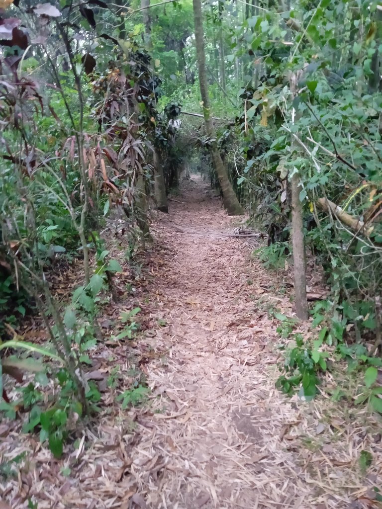 A trail into the forest in the ”los Amigos” ranch