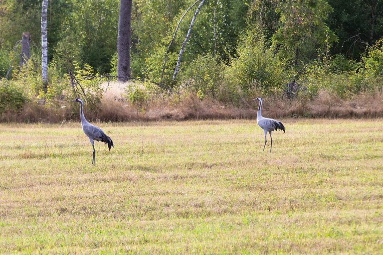 Crane mommy and baby!