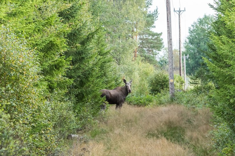 My first Moose!