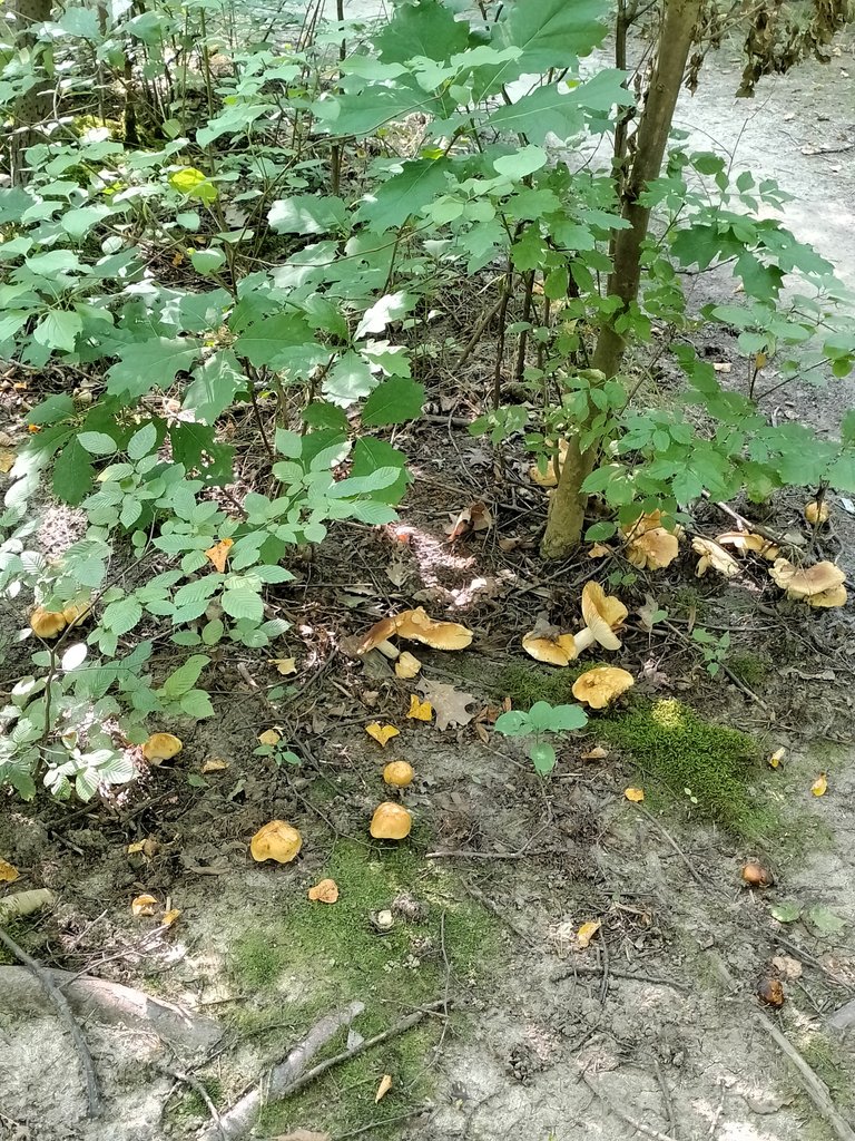 Značená turistická stezka na haldu vede lesem; Mushrooms on the ”yellow” tourist path