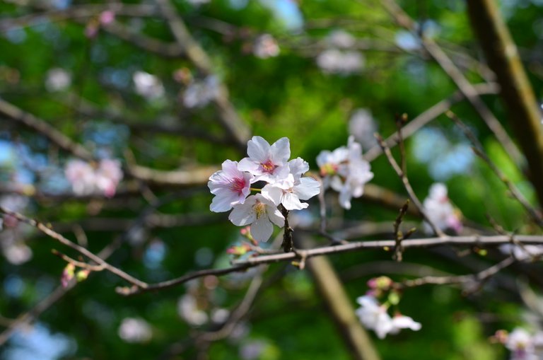 My friends who saw my live broadcasts in Taiwan were like how lucky I was to see the cherry blossoms while I didn’t make it to my flight home. Hahaha!