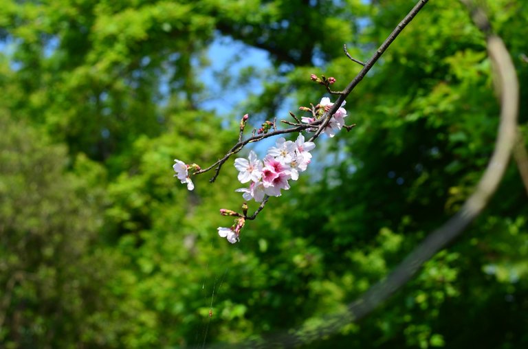 Being under the Sakura tree feels like magic to me.