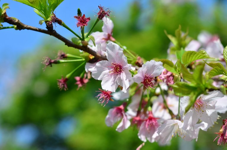 Oh my god! So damn beautiful. The Sakura tree I’ve seen was just in the beginning or the start of getting inside Yangmingshan Park. What even more to see inside?