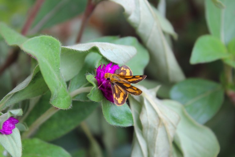 Dark Palm Dart. Google Lens taught me something new today.