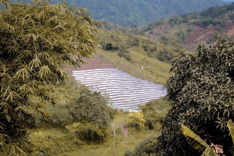 Plantations around the town of Calbasaan