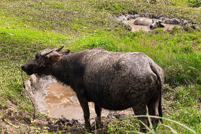 A snob Carabao.