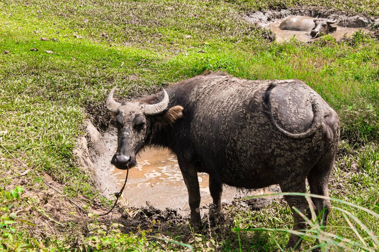 Finally got this Carabao’s attention.