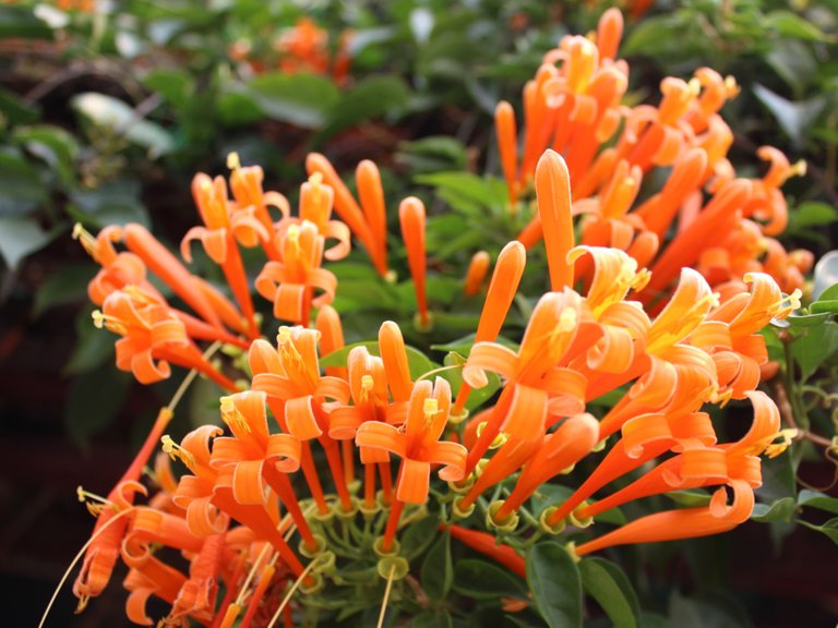 Orange Flowers