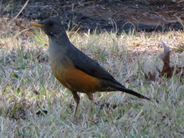 Cape robin-chat