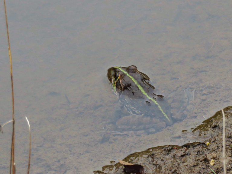 Natal Puddle Frog